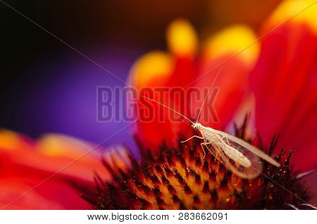 Amazing Small Flying Insect With Transparent Wings And Long Antennas On Orange Pollen Of Beautiful F