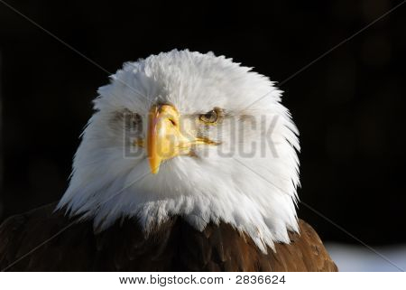 Águila calva americana