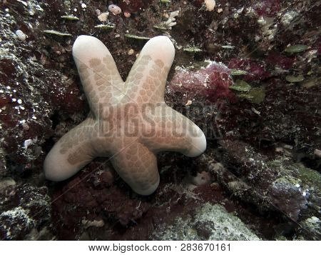 Granulated Sea Star Or Doughboy Starfish On Coral Reef Underwater In Palau.