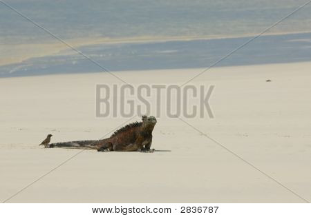 Beach deniz Iguana