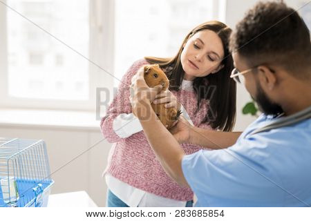 Young veterinary clinician checking teeth of brown guinea pig while her owner holding the pet