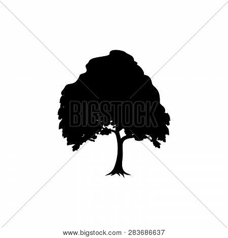 Detailed Vectoral Trees Silhouette.vector Illustration Isolated On White Background.  African, Tropi