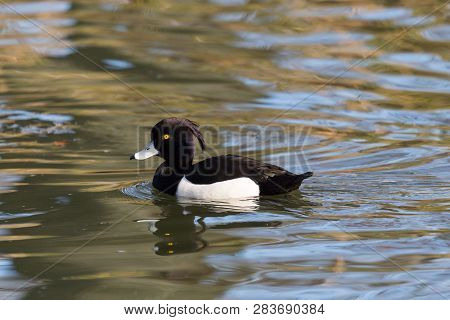 Close View Natural Male Tufted Duck (aythya Fuligula) Swimming On Water Surface