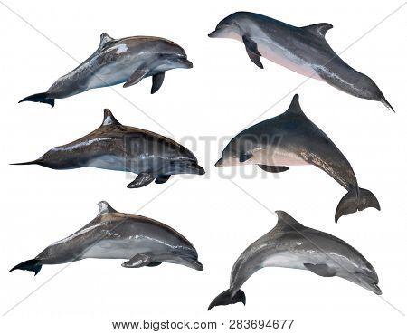 grey doplhins isolated on white background