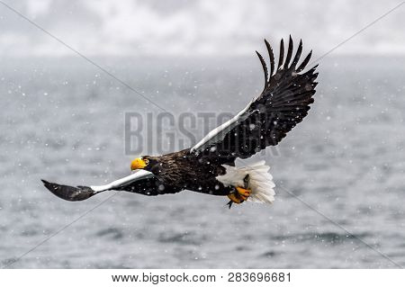 The Predatory Stellers Sea-eagle