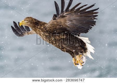 The Predatory White-talied Sea Eagle