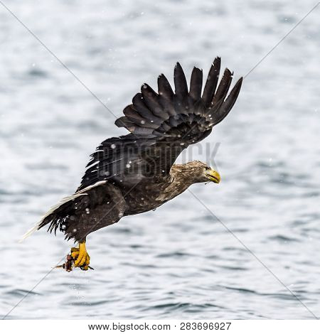 The Predatory White-talied Sea Eagle