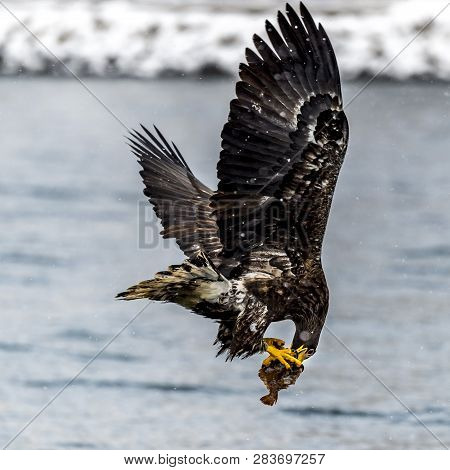 The Predatory White-talied Sea Eagle