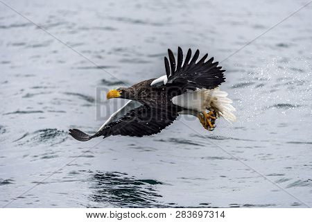 The Predatory Stellers Sea-eagle