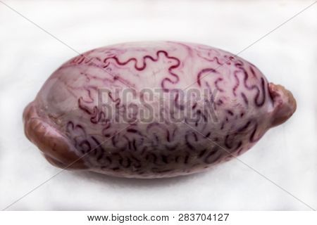 One Bovine Testis Isolated On A White Background. The Outer Surface Of Shell Bull Testicles.