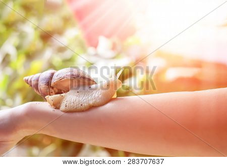 Cosmetological Procedure. Woman With A Snail Ahatin On Her Hand In A Beauty Salon At Sunny Day.