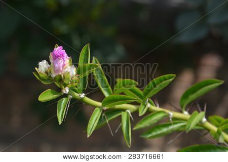 Rose Cactus - Latin Name - Pereskia Bleo