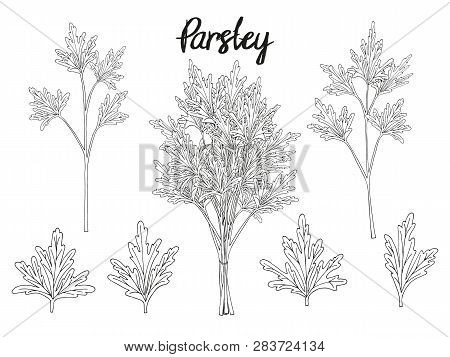 Collection Of Hand Drawn Elements, Parsley, Leaves And Bunch . Objects For Packaging, Advertisements