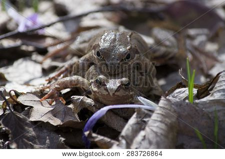 Spring In The Forest. Time For Procreation