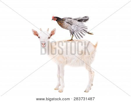 Cute Goatling Standing With Chicken On The Back Isolated On White Background