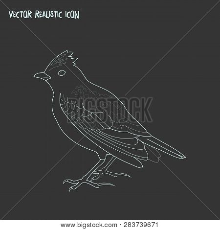 Skylark Icon Line Element.  Illustration Of Skylark Icon Line Isolated On Clean Background For Your 