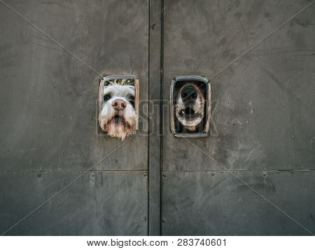 Dogs Guarding A Gate Leaning Out Of Two Small Windows