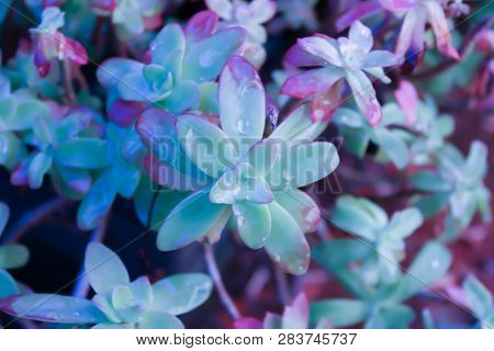 Violet Flowers With The Rain Drops On The Petals
