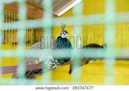 Horizontal Photo Of Closeup Peacock Behind The Wire Fence, Shallow Depth Of Field.