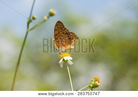 Leopard Butterfly (phalanta Phalantha) With Tattered Wings Is Feeding On A Flower