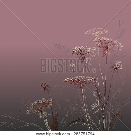 Realistic Botanical Hand Drawn Green Herbs. Autumn Sketch Hand Drawn Linear Meadows Herbs Plant Dill