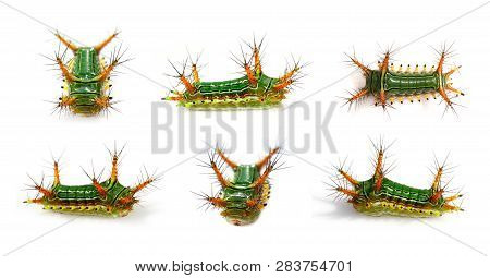 Group Of Stinging Nettle Slug Caterpillar (cup Moth, Limacodidae) 