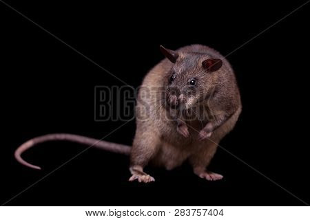 Gambian Pouched Rat, 3 Years Old, On Black