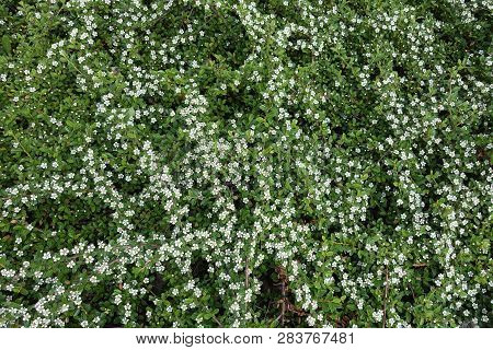 View Of Blooming Cotoneaster Horizontalis From Above
