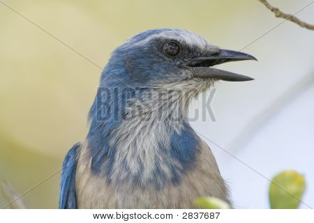 Una stretta su colpo di testa di una Florida Scrub Jay
