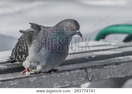 A Gray Pigeon With Rainbow Neck And Bright Eyes Is On An Old Shabby Gray Wooden Bench With White Sno
