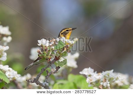 A Blackburnian Warbler, Hides Behind An Apple Blossom. Bright Yellow Head With Black Stripes Stands 