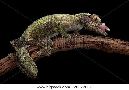 Mossy Leaf-tailed Gecko