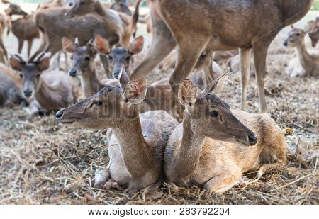 Rusa Deer In Agriculture Livestock Farm And Zoo.