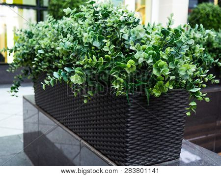 Big Evergreen Tree Buxus Sempervirens Common Box, European Box, Or Boxwood In Pot Near House