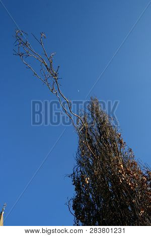 Sky-high Tree With A Cross And With Blue Sky