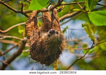Slow Sloth Chilling On The Tree In Costarica
