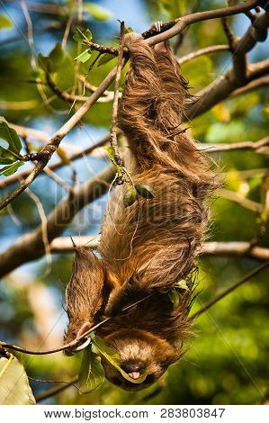 Cute Sloth Lazy Licking Leaves On The Tree In Costarica