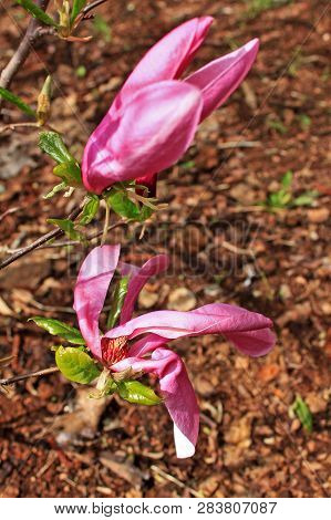 Magnolia Liliflora 