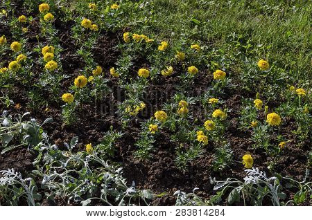 New Springtime Garden With Yellow Marigold Or Tagetes Erectile Curly Arden Flower And Green Decorati