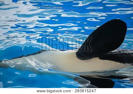 Close Up Of A Flipper Of An Orca, A Killer Whale