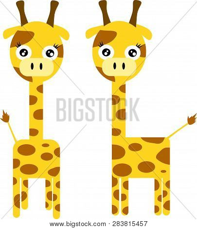 Young Cute Giraffe Standing Straight And Sideways