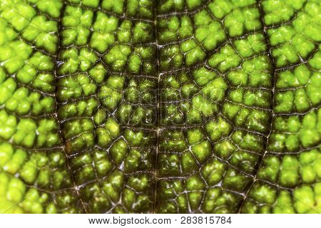 Close Up Texture Of Colorful Leaves Of Green Episcia Cupreata Plant