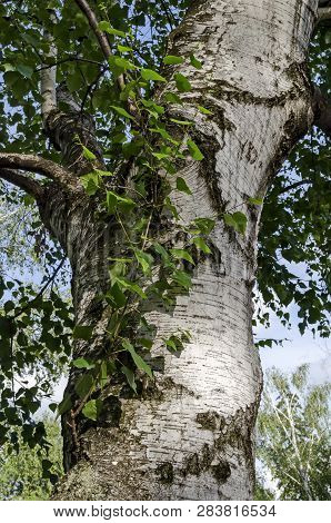 Fresh Springtime  Birch Or Betula Alba Tree With Beauty Trunk, Bark And Leaves  In Popular Zaimov Pa