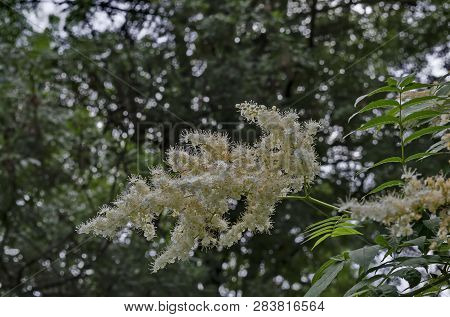 Branch Of Japanese Tree Lilac Or Syringa Reticulata With White Bloom Close Up In The Springtime,  Po