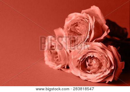 Bouquet Of Roses In A Fashionable Coral Color. Coral Color Is The Color Of 2019.