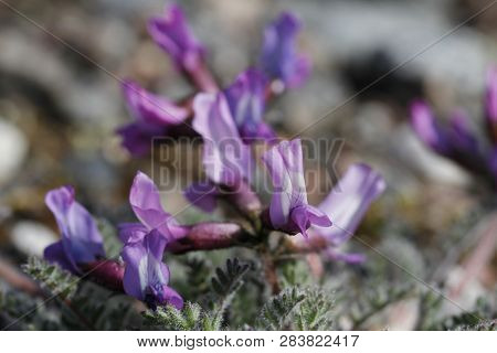 Closeup Of Arctic Plant Called Arctic Oxytrope Or Arctic Locoweed In Full Bloom