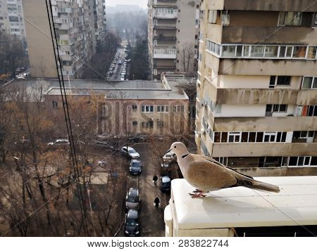 A Gentle Cape Turtle Dove (streptopelia Capicola) Came At The Window
