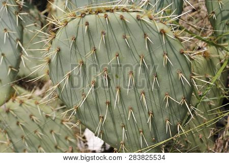 Fruits Of Opuntia Ficus-indica A Species Of Cactus Big Plant Of Opuntia Ficus-indica.
