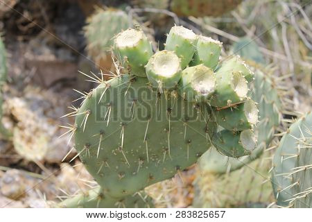 Fruits Of Opuntia Ficus-indica A Species Of Cactus Big Plant Of Opuntia Ficus-indica.
