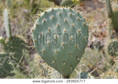 Fruits Of Opuntia Ficus-indica A Species Of Cactus Big Plant Of Opuntia Ficus-indica.